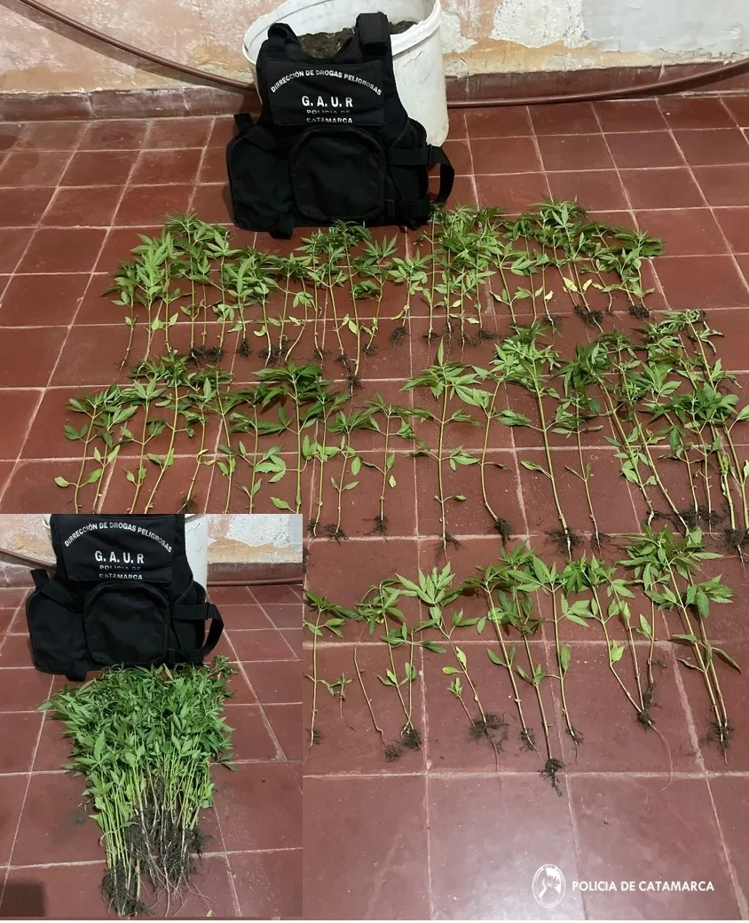 Pomán: hallan 74 plantines de marihuana ocultos en un campo comunero