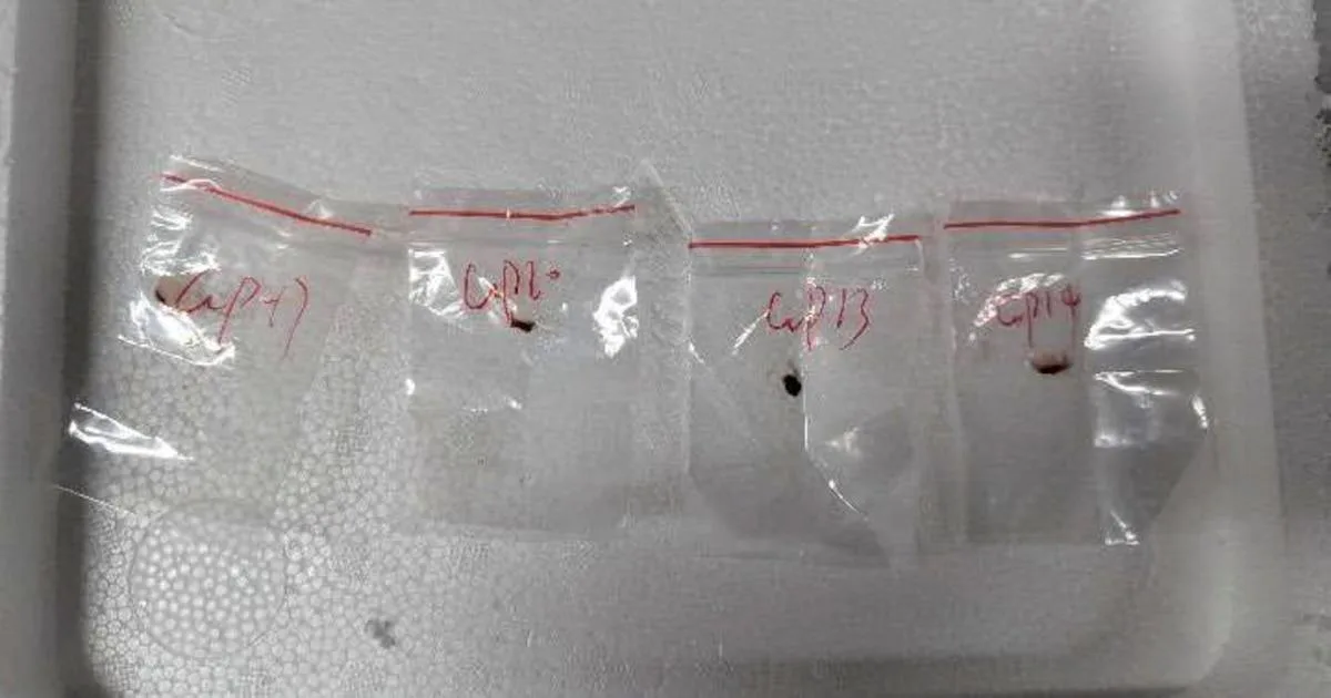 Científicas chinas detenidas en Estados Unidos por contrabando de material biológico