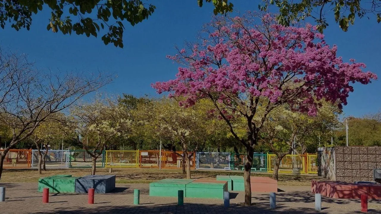 La anticipada floración de los lapachos ilumina el Parque de los Niños en pleno invierno