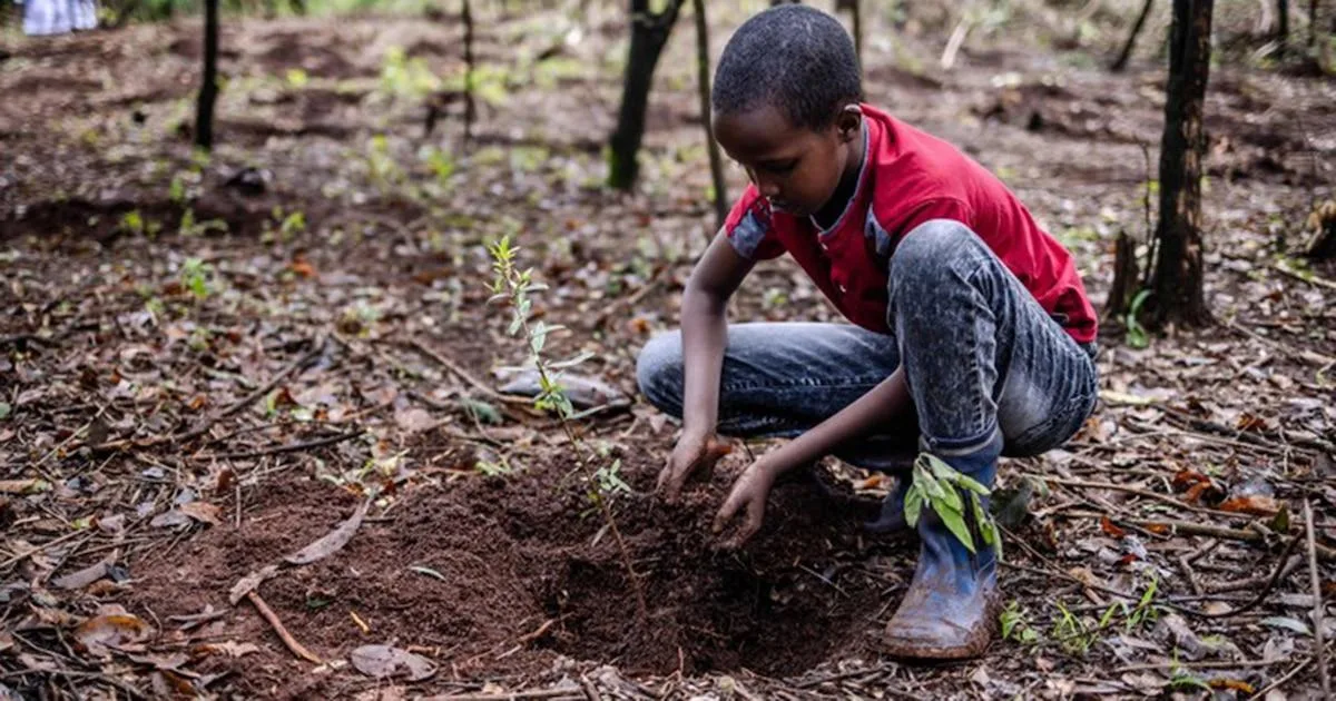 Kenia decretó feriado nacional para plantar 100 millones de árboles contra el cambio climático
