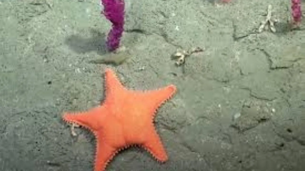 Descubrimientos sorprendentes en el Cañón Submarino Mar del Plata: el pulpo Dumbo y la estrella de mar culona