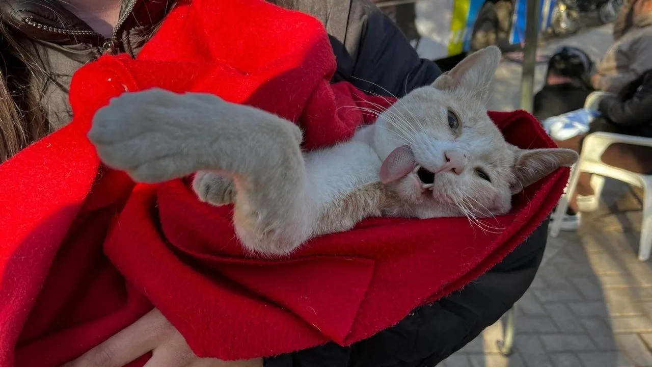 Atención veterinaria gratuita en la plaza Carlos Gardel de La Tablada